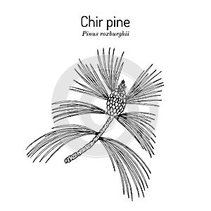 Chir pine Pinus roxburghii , medicinal plant