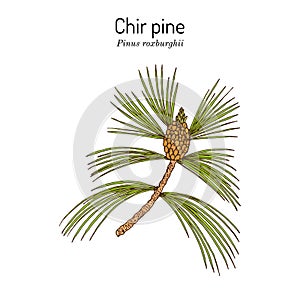 Chir pine Pinus roxburghii , medicinal plant