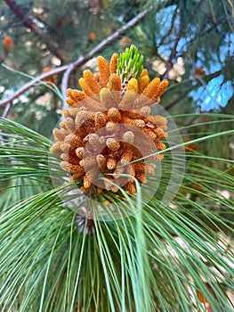 Chir pine - Pinus roxburghii tree