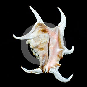Chiragra spider conch seashell