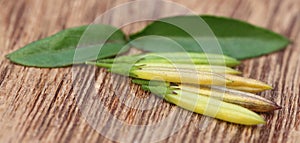 Chirata leaves with pods photo