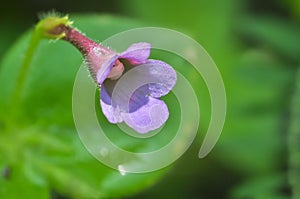 Chirita involucrata flower