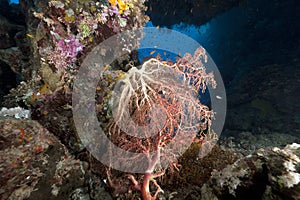 Chironephthya variabilis in the Red Sea.