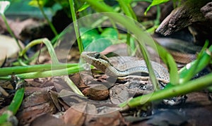 Chironius exoletus snake, aka Linnaeus Sipo or vine snake, on the ground. close up