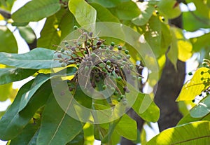 Chironji Tree or almondette or calumpong nut or Cheronjee or Cuddapah almond or Hamilton mombin Buchanania cochinchinensis