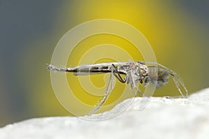 Chironomid