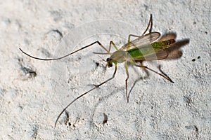 Chironomid