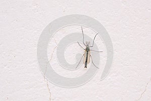 chironomid