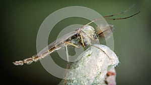 Chironomidae chironomid mosquitoes sit on a young leaf.