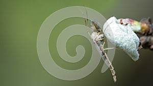 Chironomidae chironomid mosquitoes sit on a young leaf.