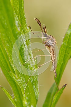 Chironomidae (male)