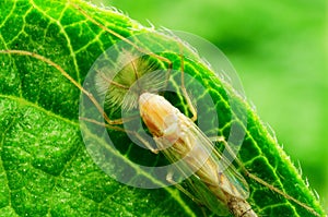 Chironomidae Midge, insect, nature photo