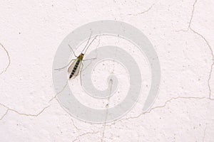 Chironomidae mosquito