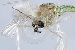 Chironomidae mosquito portrait