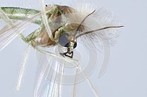 Chironomidae mosquito portrait