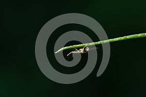 Chironomus plumosus, aka the buzzer midge. Nonbiting midge Chironomidae in natural habitat against dark background.