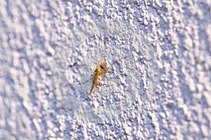 Chironomus plumosus, also known as buzzer midge. Catch on wall of white cream concrete cement wall.