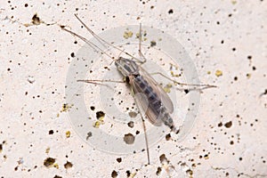 Chironomus sp. posed on a concrete wall