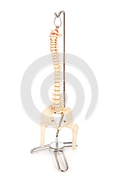 Chiropractic Model of Human Spine