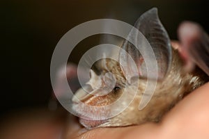 Chiropterologist holding and studying a bat