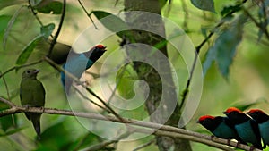 Chiroxiphia lanceolata dancing in courtship display