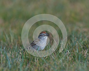 Chirp, Chirp Chipping Sparrow photo