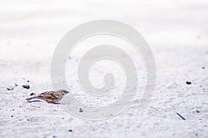 Chirp on sand photo