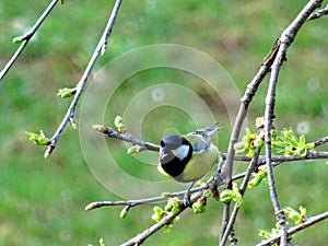 A chirping bird on a branch