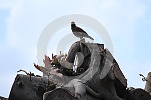 Chirping bird loudly on remains of a tree