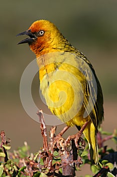 Chirping Cape Weaver