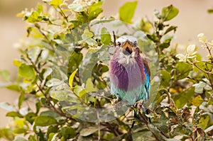 Chirping colourful tropical bird