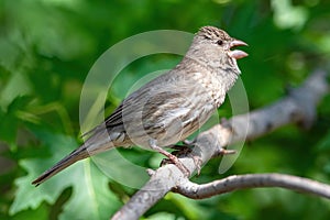 Chirping Female House Finch with raised head feathers on a Silver Maple Tree