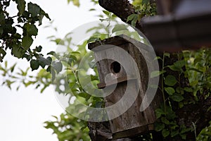 Chirping Haven: Wooden Bird House Nestled in the Garden