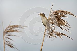 Chirping sedge warbler in the reed