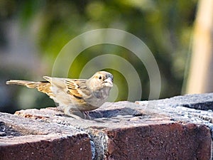 The Chirping Sparrow: A Symbol of Hope and Resilience