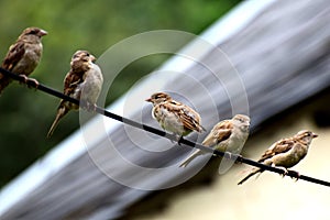 Chirping of sparrows early in morning.
