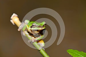 Chirping tree frogs are courting in the forest,Taiwan