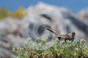 Chirping White Crowned Sparrow photo