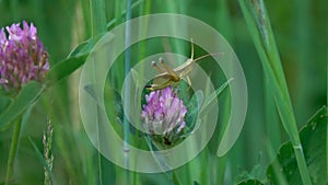 Chirring small green grasshopper  on a clover flower, slow motion