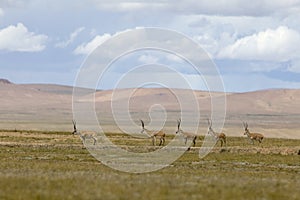 Chirus(Tibetan antelopes)