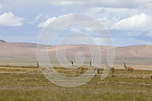 Chirus(Tibetan antelopes) photo
