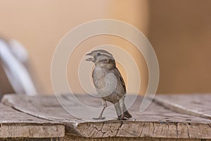 A chirya waiting for the food near Bahawalpur