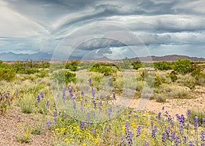 Chisos Mountains, bluebells, paper flowers, Big Bend National Park, TX