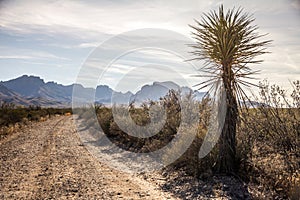 Chisos Mountains from gravel road, Big Bend National Park, Texas.