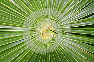 Chit Florida Thatch Palm THRINAX RADIATA