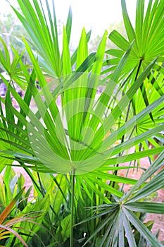 Chit Palm ree leaves in Yucatan rainforest mexico