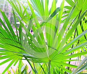 Chit Palm tree leaves in Yucatan rainforest mexico