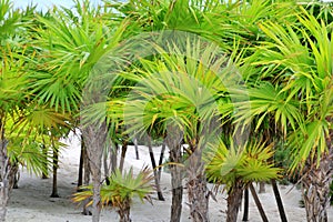 Chit palm trees in Caribbean beach sand Tulum