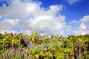 Chit palm trees jungle in Tulum Mayan Riveira