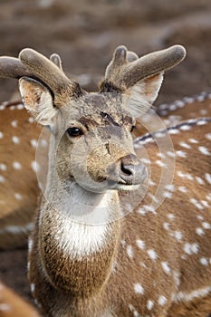 Chital photo